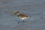 Greater sand plover. Non-breeding adult. Cable Beach, Broome, Western Australia, August 2014. Image © Roger Smith by Roger Smith.