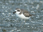 Greater sand plover. Bird in non-breeding plumage, with crab. Miranda, April 2007. Image © Phil Battley by Phil Battley.