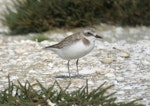 Greater sand plover. Non-breeding plumage. Karaka shellbank, September 2006. Image © Tim Barnard by Tim Barnard.