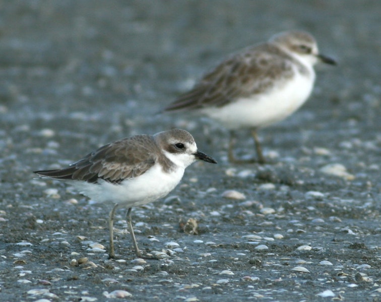 Greater sand plover. Non-breeding plumage (New Zealand dotterel in background). Miranda, April 2007. Image © Phil Battley by Phil Battley.