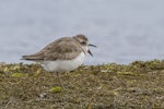 Greater sand plover. Adult side profile showing bill detail. Awarua Bay, September 2015. Image © Glenda Rees by Glenda Rees.