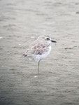 Greater sand plover. Adult non-breeder. Big Sand Island, February 2018. Image © Russell Cannings by Russell Cannings.