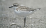 Greater sand plover. Non-breeding plumage. Otamarakau, January 2016. Image © Tim Barnard by Tim Barnard.