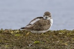 Greater sand plover. Adult showing feather detail and leg length. Awarua Bay, September 2015. Image © Glenda Rees by Glenda Rees.