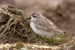 Greater sand plover. Nonbreeding adult. Awarua Bay, September 2016. Image © Paul Sorrell by Paul Sorrell.