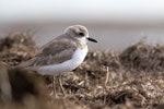 Greater sand plover. Nonbreeding adult. Awarua Bay, September 2016. Image © Paul Sorrell by Paul Sorrell.