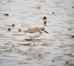 Greater sand plover. Adult non-breeder. Big Sand Island, February 2018. Image © Russell Cannings by Russell Cannings.