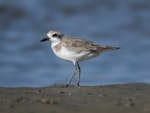 Greater sand plover. Nonbreeding adult. Ashley estuary, Canterbury, September 2020. Image © Adam Colley by Adam Colley.