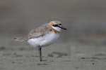 Greater sand plover. Breeding adult male. Awarua Bay, October 2022. Image © Oscar Thomas by Oscar Thomas.