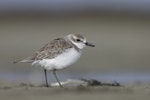 Greater sand plover. Non-breeding adult. Awarua Bay, October 2022. Image © Oscar Thomas by Oscar Thomas.