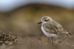 Greater sand plover. Adult. Awarua Bay, September 2016. Image © Glenda Rees by Glenda Rees.