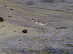 Greater sand plover. Non-breeding adult. Mauritius, February 2016. Image © Colin Miskelly by Colin Miskelly.