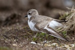 Greater sand plover. Nonbreeding adult stretching. Awarua Bay, September 2016. Image © Paul Sorrell by Paul Sorrell.