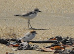 Greater sand plover. Nonbreeding adult (red-capped plover in foreground). Queensland, Australia, July 2011. Image © Ray Buckmaster by Ray Buckmaster.