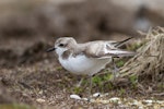 Greater sand plover. Nonbreeding adult stretching. Awarua Bay, September 2016. Image © Paul Sorrell by Paul Sorrell.