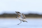 Greater sand plover. Adult male in breeding plumage in flight. Awarua Bay, October 2022. Image © Glenda Rees by Glenda Rees.