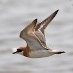 Greater sand plover. Adult in breeding plumage in flight. Rudong, China, April 2010. Image © Phil Battley by Phil Battley.