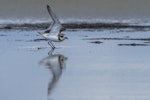 Greater sand plover. Adult showing under wings. Awarua Bay, September 2015. Image © Glenda Rees by Glenda Rees.