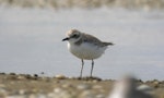 Greater sand plover. Non-breeding plumage. Karaka shellbank, September 2006. Image © Tim Barnard by Tim Barnard.