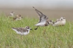 Greater sand plover. Adult in non-breeding plumage, with banded and New Zealand dotterels in background. Big Sand Island, February 2018. Image © Oscar Thomas by Oscar Thomas.