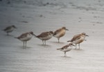 Greater sand plover. Non-breeder (front) with 4 New Zealand dotterels. Big Sand Island, February 2018. Image © Russell Cannings by Russell Cannings.