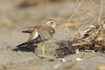 Oriental dotterel. Juvenile. Port Waikato, October 2013. Image © Neil Fitzgerald by Neil Fitzgerald.