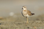 Oriental dotterel. Juvenile. Port Waikato, October 2013. Image © Neil Fitzgerald by Neil Fitzgerald.