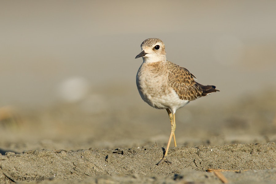 Oriental dotterel. Juvenile. Port Waikato, October 2013. Image © Neil Fitzgerald by Neil Fitzgerald.