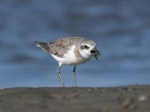 Greater sand plover. Non-breeding adult consuming a crab. Ashley estuary, Canterbury, September 2020. Image © Adam Colley by Adam Colley.