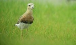 Oriental dotterel. Male moving into breeding plumage. Ohiwa Harbour, Bay of Plenty, February 2016. Image © Tim Barnard by Tim Barnard.