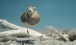 Oriental dotterel. Non-breeding plumage. Ohiwa Spit, Bay of Plenty, January 2016. Image © Tim Barnard by Tim Barnard.