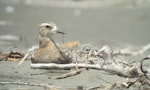 Oriental dotterel. Non-breeding plumage. Ohiwa Harbour, Bay of Plenty, January 2016. Image © Tim Barnard by Tim Barnard.