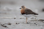 Oriental dotterel. Adult in breeding plumage at rest. Ohiwa Spit, February 2016. Image © Adam Clarke by Adam Clarke.