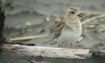 Oriental dotterel. Juvenile. Port Waikato, October 2013. Image © Tim Barnard by Tim.