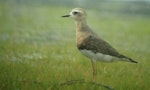 Oriental dotterel. Male moving into breeding plumage. Ohiwa Harbour, Bay of Plenty, February 2016. Image © Tim Barnard by Tim Barnard.