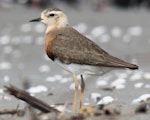 Oriental dotterel. Breeding plumage. Ohiwa Harbour, Bay of Plenty, March 2016. Image © Tim Barnard by Tim Barnard.