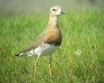 Oriental dotterel. Male moving into breeding plumage. Ohiwa Harbour, Bay of Plenty, February 2016. Image © Tim Barnard by Tim Barnard.