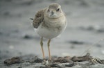 Oriental dotterel. Juvenile. Port Waikato, October 2013. Image © Tim Barnard by Tim.