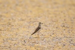 Oriental dotterel. Adult female. Dundgovi, Mongolia, July 2012. Image © Paul Jones by Paul Jones.