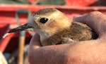 Oriental dotterel. Non-breeding adult bird showing head. Broome, November 2006. Image © Tony Crocker by Tony Crocker.