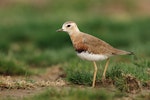 Oriental dotterel. Adult male in breeding plumage. Shanghai, China, March 2010. Image © Jacques Wei by Jacques Wei.