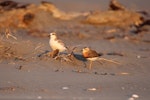 Oriental dotterel. Adult in breeding plumage resting beside a New Zealand dotterel. Ohiwa Spit, February 2016. Image © Adam Clarke by Adam Clarke.