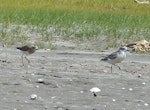 Oriental dotterel. Adult in partial breeding plumage chasing New Zealand dotterel. Ohiwa Spit, Bay of Plenty, January 2016. Image © Alan Tennyson by Alan Tennyson.