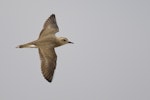 Oriental dotterel. Dorsal view of adult female in flight. Dundgovi, Mongolia, July 2012. Image © Paul Jones by Paul Jones.