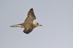 Oriental dotterel. Adult female in flight. Dundgovi, Mongolia, July 2012. Image © Paul Jones by Paul Jones.