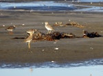 Oriental dotterel. With New Zealand dotterel and 3 turnstones beyond. Ohiwa beach, January 2016. Image © Joke Baars by Joke Baars.