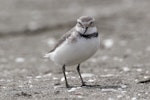 Wrybill | Ngutu pare. Adult. Motueka Sandspit, October 2022. Image © Rob Lynch by Rob Lynch.