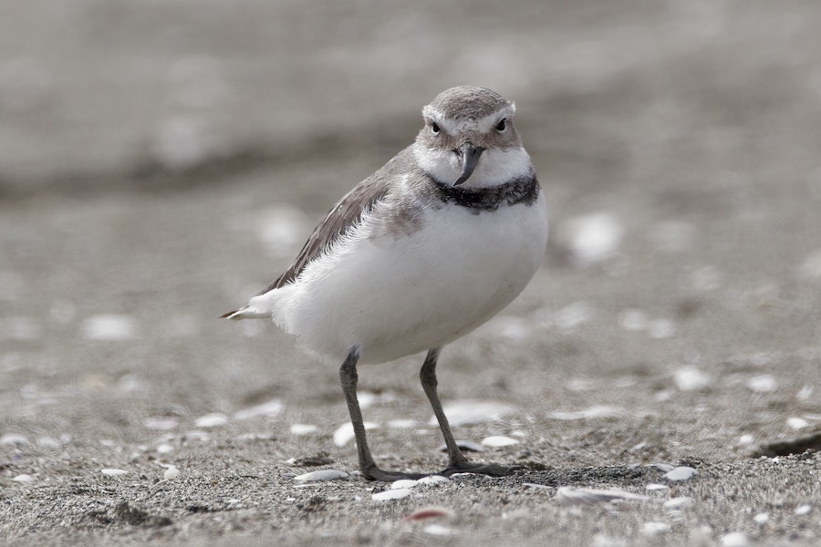 Wrybill | Ngutu pare. Adult. Motueka Sandspit, October 2022. Image © Rob Lynch by Rob Lynch.