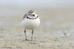 Wrybill | Ngutu pare. Front view of adult male showing curved bill. Miranda, Firth of Thames, January 2007. Image © Neil Fitzgerald by Neil Fitzgerald.