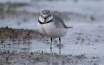 Wrybill | Ngutu pare. Nonbreeding adult. June 2023. Image © Ben Ackerley by Ben Ackerley.